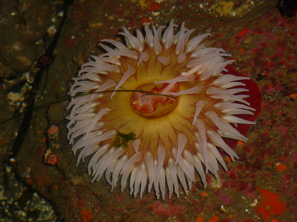 Urticina piscivora